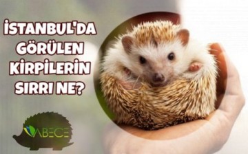 İstanbul’da Kirpilerin Sık Görünme Nedeni Belli Oldu.