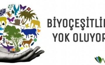 Biyoçeşitliliğin Yüzde 60’ı Et Üretimi için Yok Oluyor