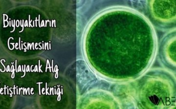 Biyoyakıtların Gelişmesini Sağlayacak Alg Yetiştirme Tekniği