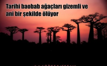 Tarihi Baobab Ağaçlarının Ani Ölümü Bilim Dünyasını Şaşırttı