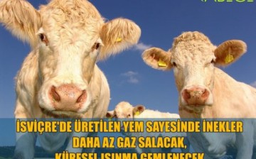 İsviçre’den Özel Yem Sayesinde İnekler Daha Az Gaz Salacak, Küresel Isınma Gemlenecek