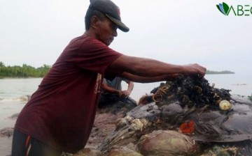 Ölü Balinanın Midesinden 6 Kilo Çöp Çıktı