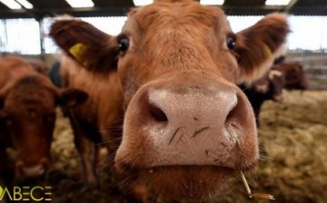 Çevreyi Kirleten Metal ve Plastikler Çiftlik Hayvanlarını da Etkiliyor: ‘Çöp İnekler’ Hızla Artıyor