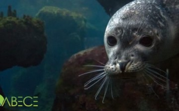 Akdeniz Fokunun Yatak Odasına Girmeyin