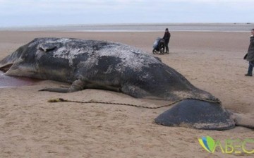 Sahile Vuran Balinanın Midesinden 100 Kilo Çöp Çıktı